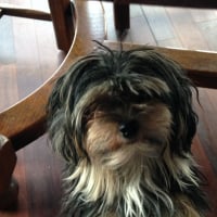 Photo #272586 de Joy