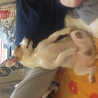 Photo #272602 de houper