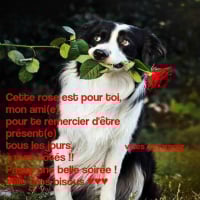 Photo #272615 de Princesse