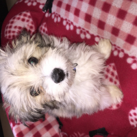 Photo #272738 de Lukytch