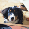 Photo #272747 de Rubie