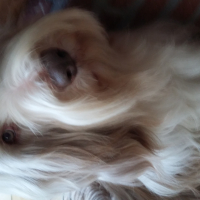 Photo #272749 de denver