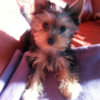 Photo #272751 de LEMON