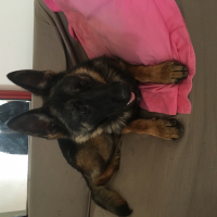 Photo #272866 de Lafter