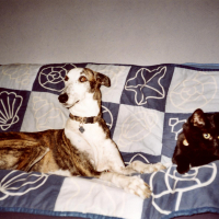 Photo #272943 de Sherpa