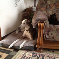 Photo #272946 de Sherpa