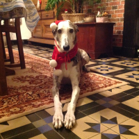 Photo #272947 de Sherpa