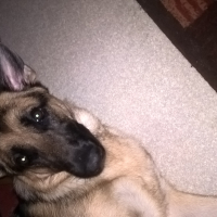 Photo #273054 de LAIKA