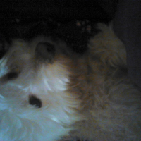 Photo #273071 de Simba