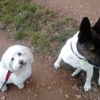 Photo #273072 de Simba