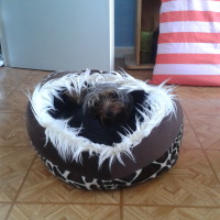 Photo #273085 de cookie