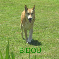 Photo #273255 de BIDOU