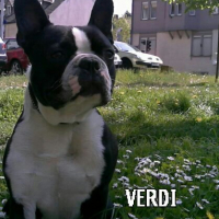 Photo #273292 de Verdi