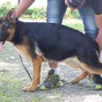 Photo #273402 de Zandro
