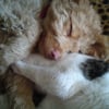 ho cest bon et bien chaud avec mon chat pepito
