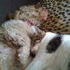 amour entre chien et chat