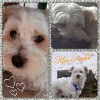 Photo #273413 de Rosko