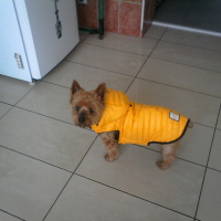 kyro avec son manteau d'hiver
