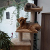 kyro sur l'arbre à chat de iris