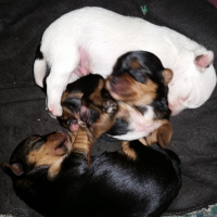 Photo #273609 de Jessy
