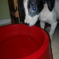 Photo #273610 de PUPUCE