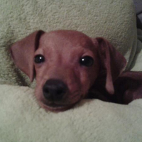 Photo #273644 de Houpy