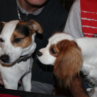 Photo #273650 de falco
