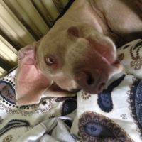 Photo #273699 de Cayla