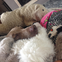 Photo #273703 de Cayla