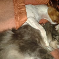 Photo #273756 de Hisko
