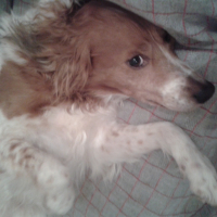 Photo #273841 de Pédro