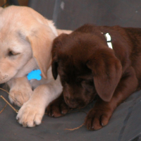 Photo #273968 de Geronimo 