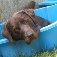 Pose piscine