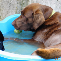 Ma petite soeur , va y te gène pas boit dans ma piscine.