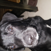 Photo #274043 de Mako