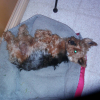 Photo #274054 de Bamby