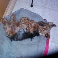 Photo #274054 de Bamby