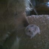 ANGIE et le hamster !!!!