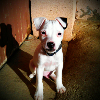 Photo #274202 de milou