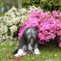 Ledgee devant les hortensias en avril 2016