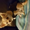 Photo #274360 de Mooky