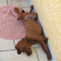 Fox se repose