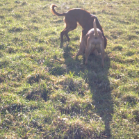 Fox et Stella - 01/2011