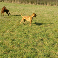 Fox et Stella - 01/2011