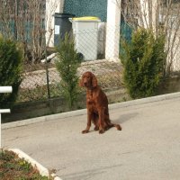 Fox et Stella - 02/2011