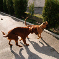 Fox et Stella - 02/2011