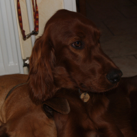 Fox et Stella - 03/2011