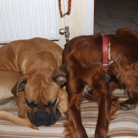Fox et Stella - 03/2011