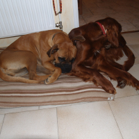 Fox et Stella - 03/2011