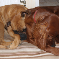 Fox et Stella - 03/2011